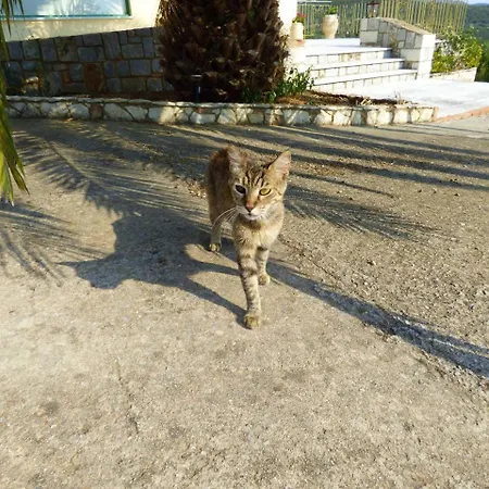 Apartment Garden/amazing Sunsets/near The Beaches Kalamata